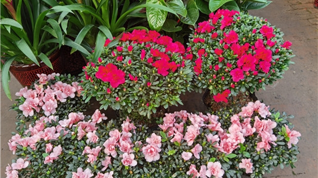 火紅年宵花，美麗過新年