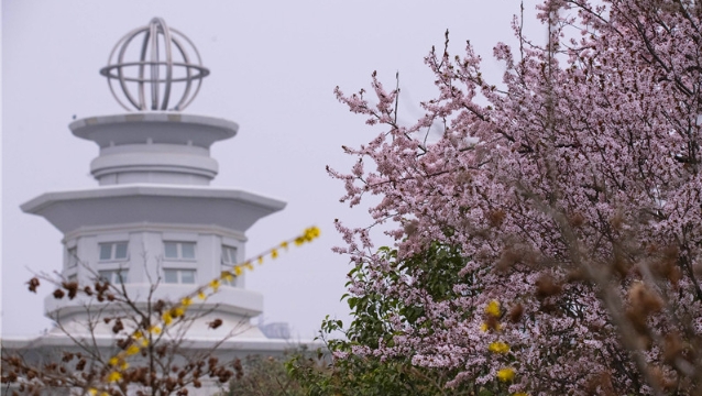 陽春三月，踏青賞花正當(dāng)時