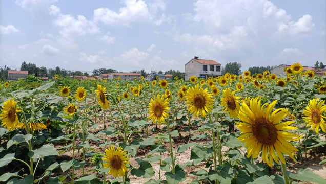 [鹿邑]馬鋪鎮(zhèn)：廢閑土地開出“幸?；ā?> </a></TD>             </TR>           </TBODY>         </TABLE>         <TABLE class=margin_4 border=0 cellSpacing=0 cellPadding=0 width=